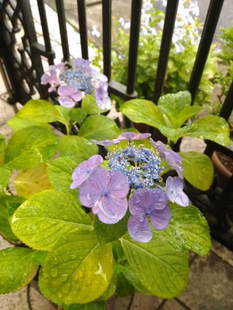 紫陽花おまじない