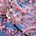 休眠打破 桜
