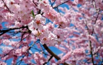 休眠打破 桜