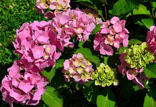紫陽花毒葉カタツムリ