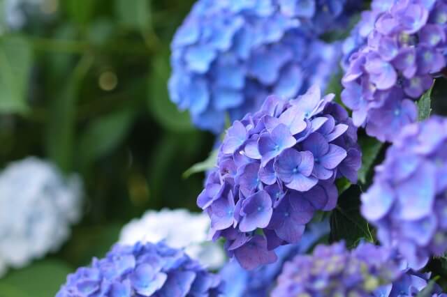 紫陽花おまじない