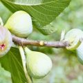 ドライいちじく虫国産