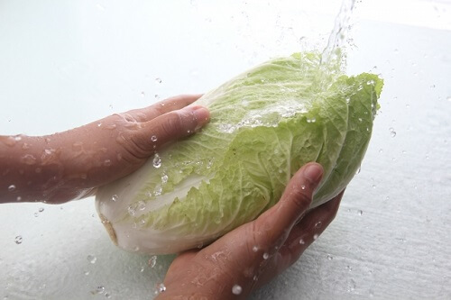 白菜 冷凍保存