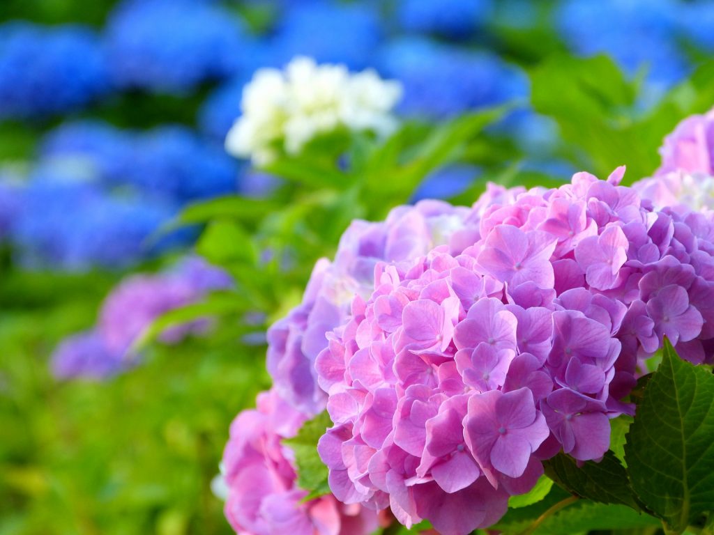 紫陽花 花言葉