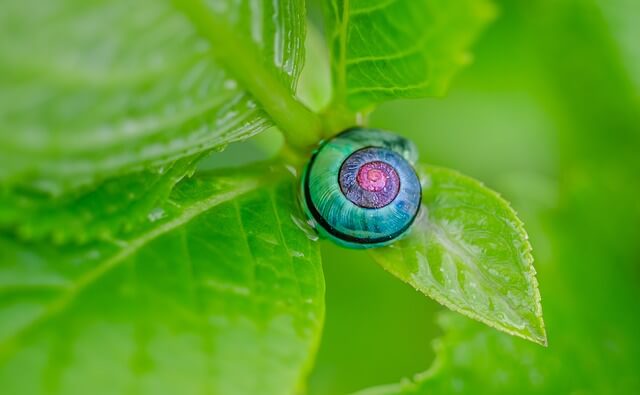 紫陽花 葉 カタツムリ