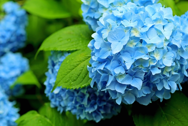 紫陽花 おまじない