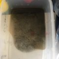 スライム 作り方