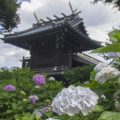 白山神社あじさい祭り 御朱印