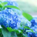 紫陽花の花言葉