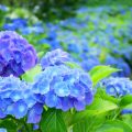 紫陽花 おまじない
