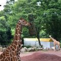動物園デート つまらない