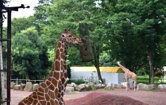 動物園デート つまらない